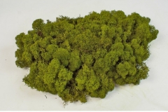 028 dekorativna mahovina